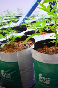During the early state of cultivation, our plants growing in cococore soil pots