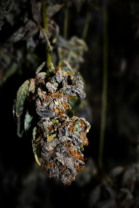 An up-close shot of a bud during the drying process. Zoomed in to show off trichomes and all the details